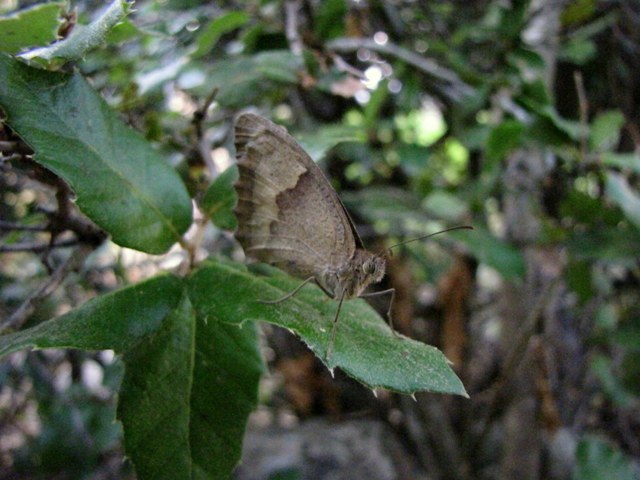 Satirydae da id